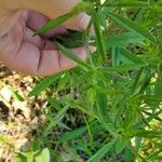 Baptisia bracteata Leaf