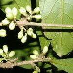 Cestrum schlechtendalii 果實