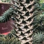 Araucaria araucana Rinde