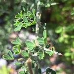 Cytisus spinosus Leht