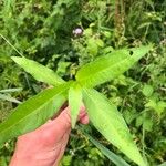 Persicaria mitis पत्ता