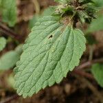 Stachys arvensis Blatt