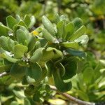 Scaevola taccada Blad