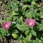 Delosperma brunnthaleri Агульны выгляд