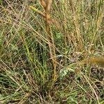 Heteropogon contortus Kukka