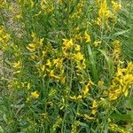 Genista tinctoria 形态