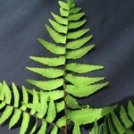 Adiantum latifolium Ďalší