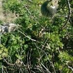 Solanum linnaeanum Plod