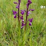 Anacamptis laxiflora Hábito