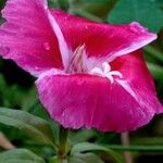 Clarkia amoena Flor