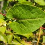 Fallopia scandens Levél