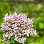 Valeriana officinalis花