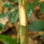 Cnestis corniculata Bark