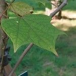 Alangium platanifolium Hoja