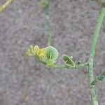 Cleome pallida Кветка