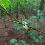 Acer platanoides Diğer