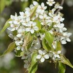 Pyrus phaeocarpa Flors