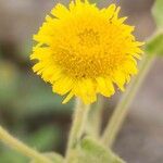 Pulicaria arabica Fula