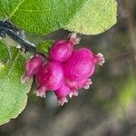 Symphoricarpos x chenaultii Mbuma