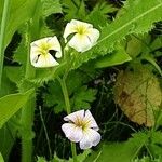 Malcolmia maritima പുഷ്പം