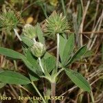 Trifolium leucanthum 花