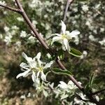 Amelanchier ovalisFlower