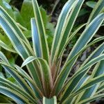 Ananas comosus Leaf