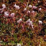 Vaccinium microcarpum Habitus