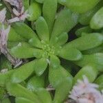 Sedum litoreum Folha