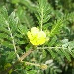 Tribulus terrestris Habit