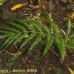 Pteris incompleta Leaf