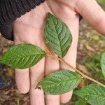 Cotoneaster bullatusFuelha