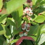 Vaccinium angustifolium Flor