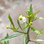 Ranunculus apiifolius
