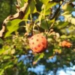 Cornus kousa Плід