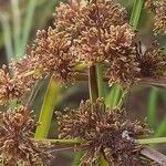 Cyperus difformis Φρούτο