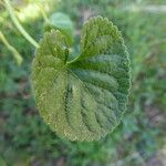 Viola odorata Blatt