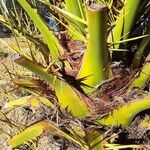 Phoenix canariensis Bark