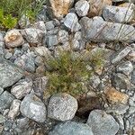 Artemisia chamaemelifolia Buveinė