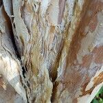 Melaleuca styphelioides Bark