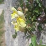 Antirrhinum latifolium Flor