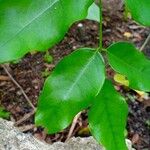 Pterocarpus rotundifolius Blatt