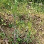 Polygonatum verticillatumFoglia