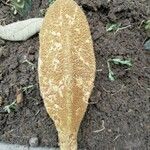 Pterospermum acerifolium Fruit