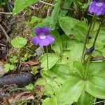 Pinguicula grandiflora Агульны выгляд