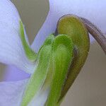 Viola pedata Flower