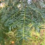 Torreya nucifera 叶