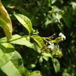 Rauvolfia viridis