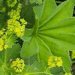 Alchemilla monticola Blatt