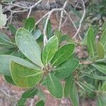 Uapaca bojeri Leaf